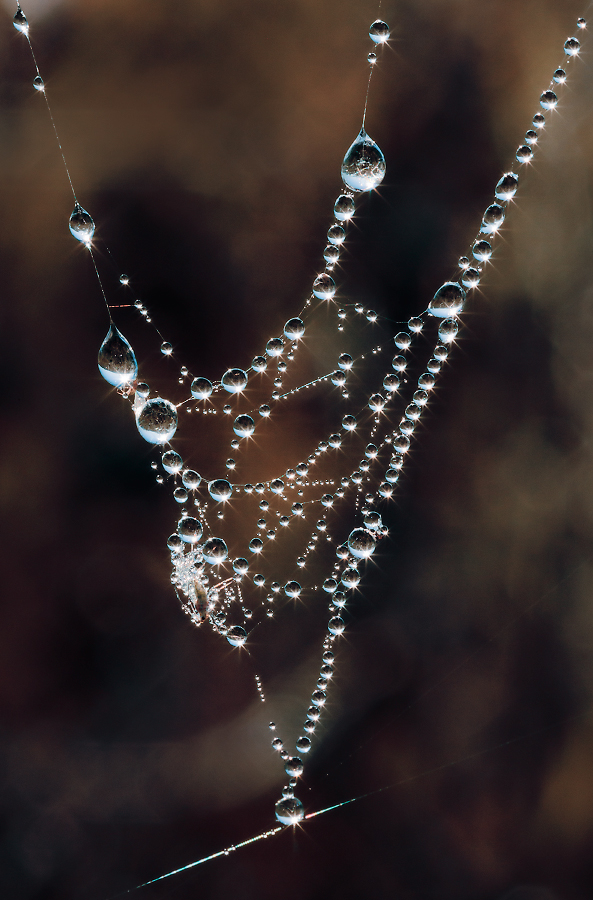 photo "***" tags: macro and close-up, 