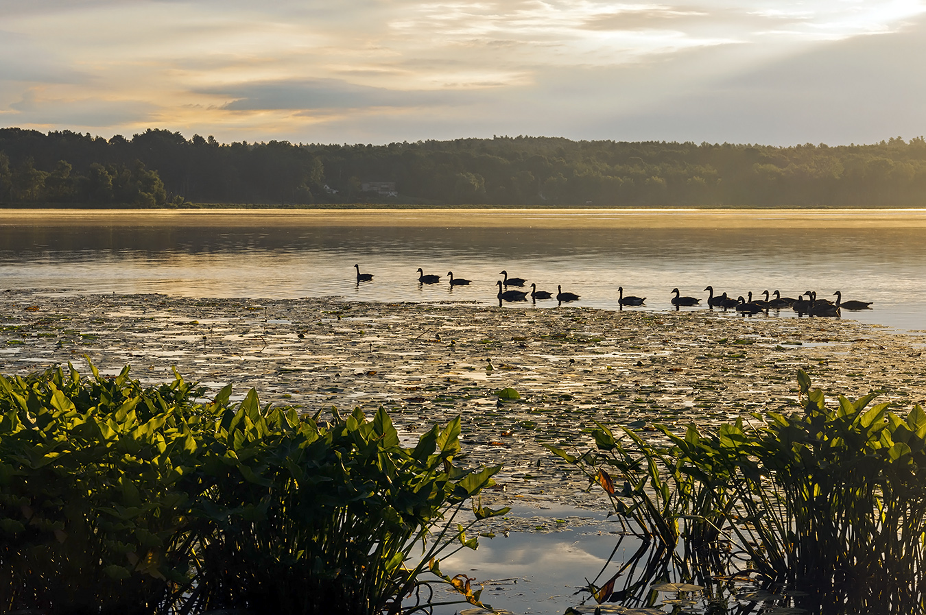 photo "***" tags: landscape, lake, morning, summer, гуси