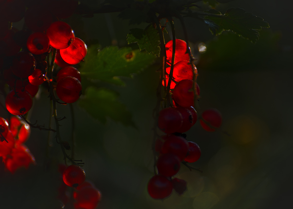 photo "***" tags: nature, macro and close-up, light, morning, plant, summer