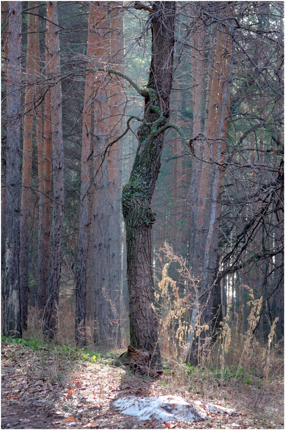 photo "***" tags: nature, 