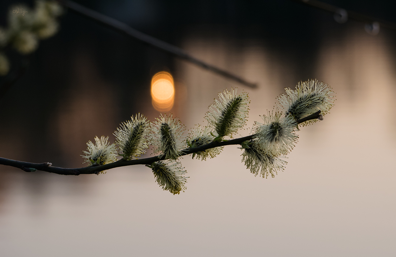 photo "***" tags: macro and close-up, 