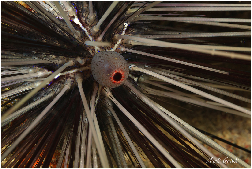 фото "The eye of the sea urchin" метки: подводные, 