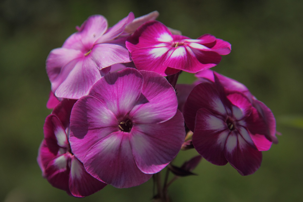 photo "***" tags: nature, flowers, summer, Подмосковье