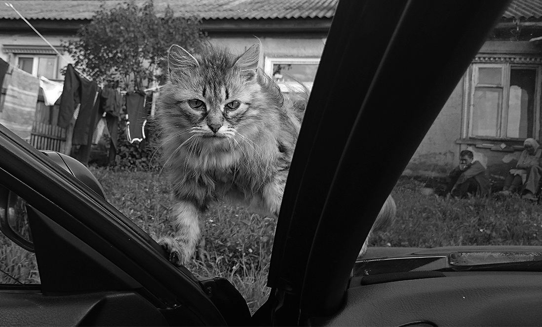 photo "***" tags: humor, genre, black&white, 