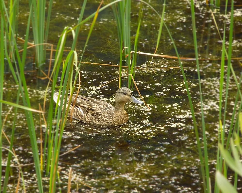 photo "***" tags: nature, 