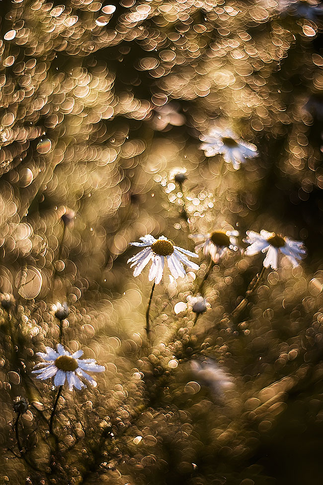 фото "золотые" метки: природа, разное, 