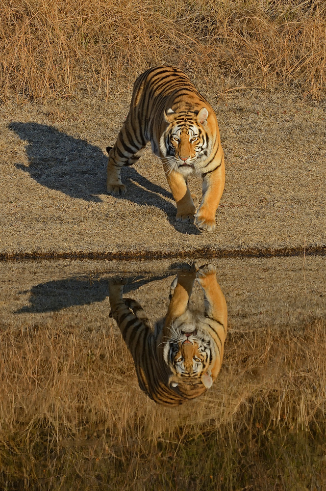 фото "Reflection" метки: природа, путешествия, 