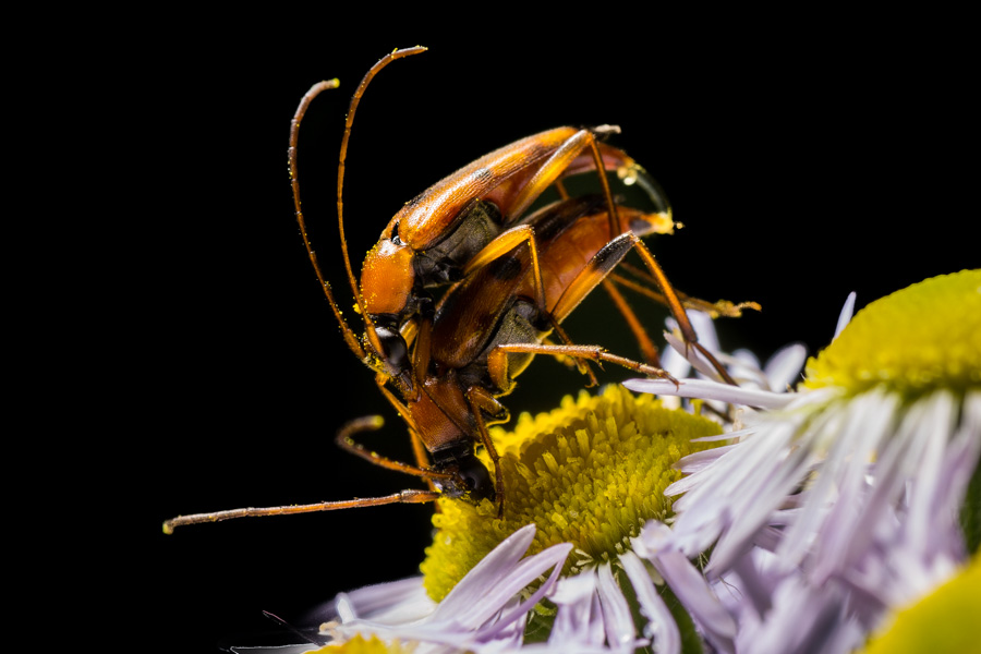 photo "***" tags: macro and close-up, 