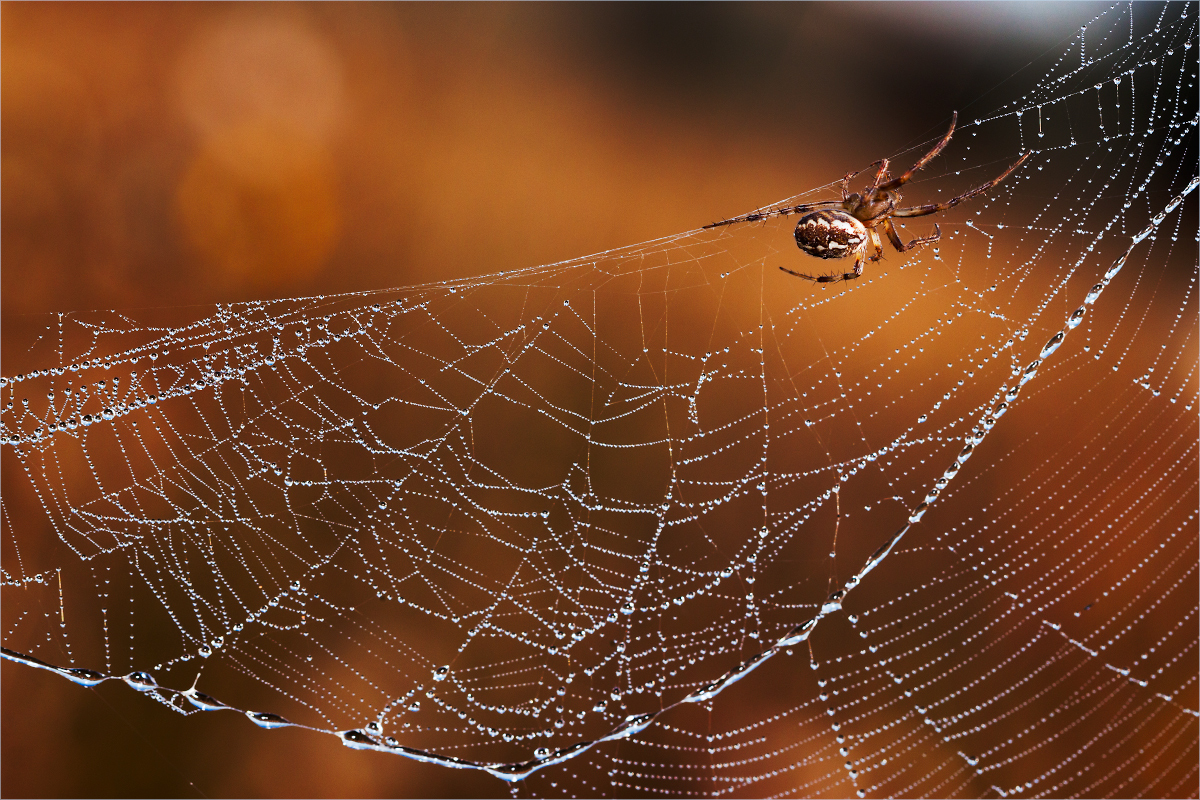 photo "***" tags: macro and close-up, 