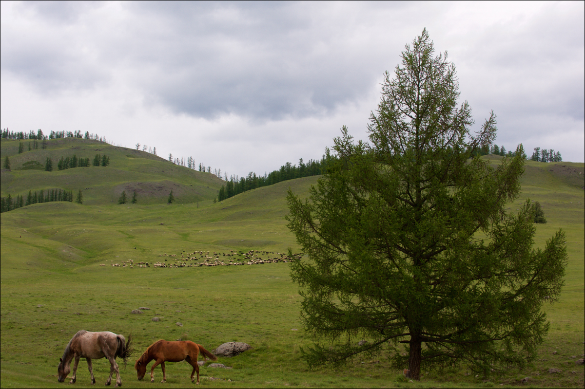 фото "Просторная" метки: пейзаж, путешествия, горы, кони, лесостепь, лошади