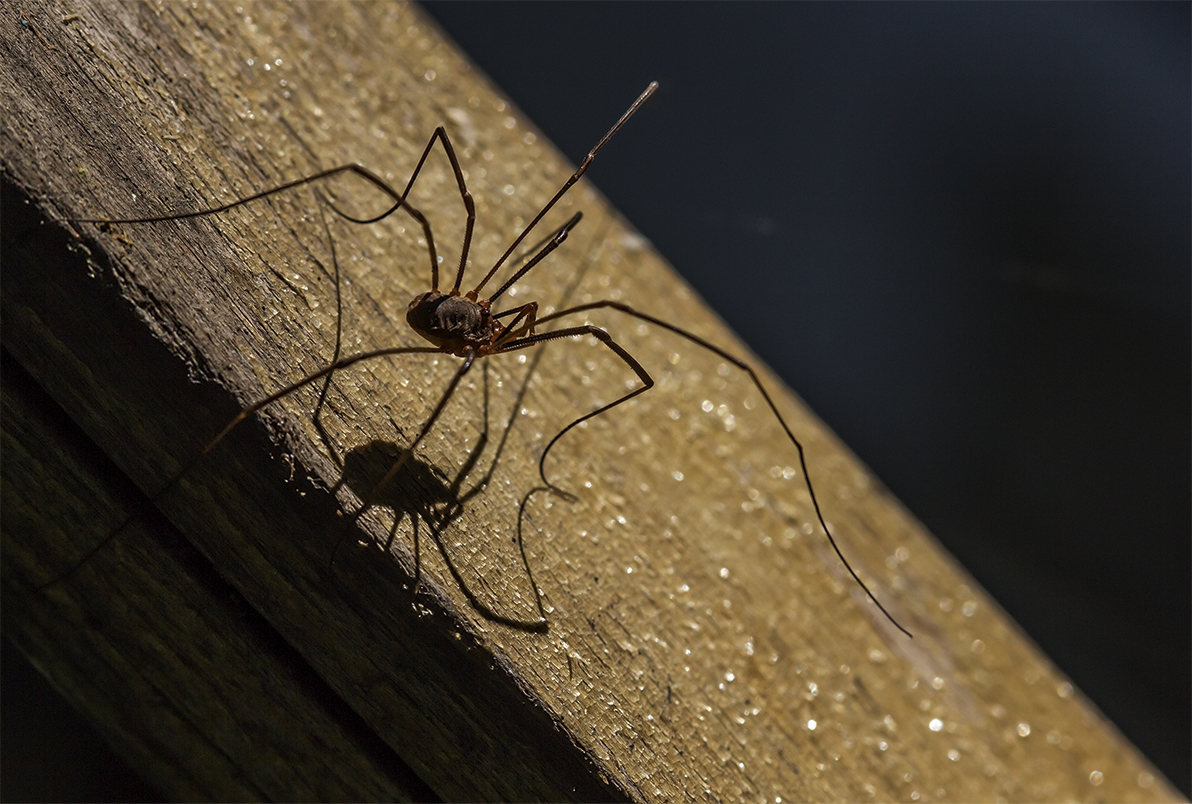 photo "***" tags: macro and close-up, 