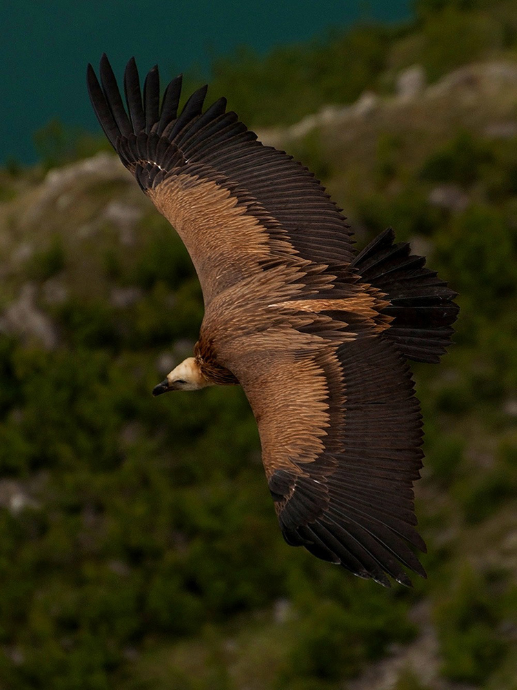 photo "***" tags: nature, flight, wild animals, Сип, размах