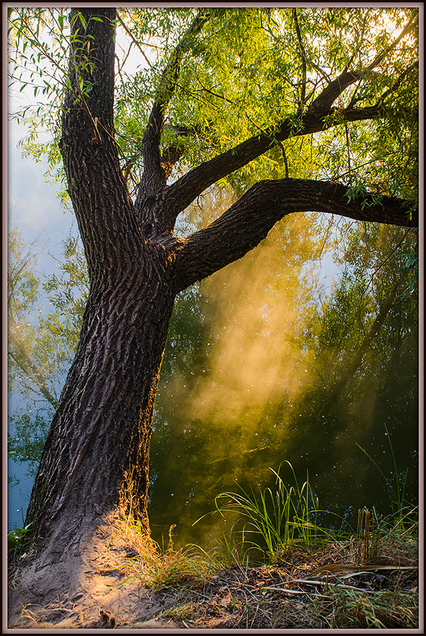 фото "Утро" метки: природа, 