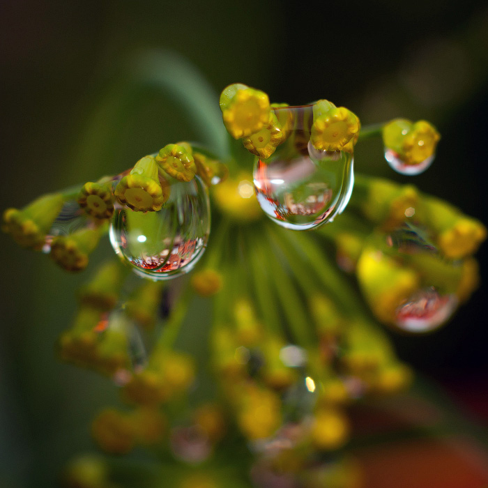 photo "***" tags: macro and close-up, 