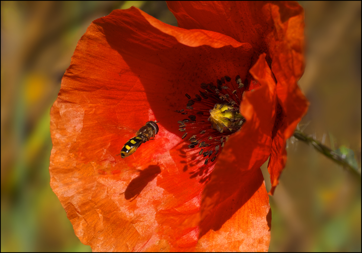 photo "***" tags: macro and close-up, 