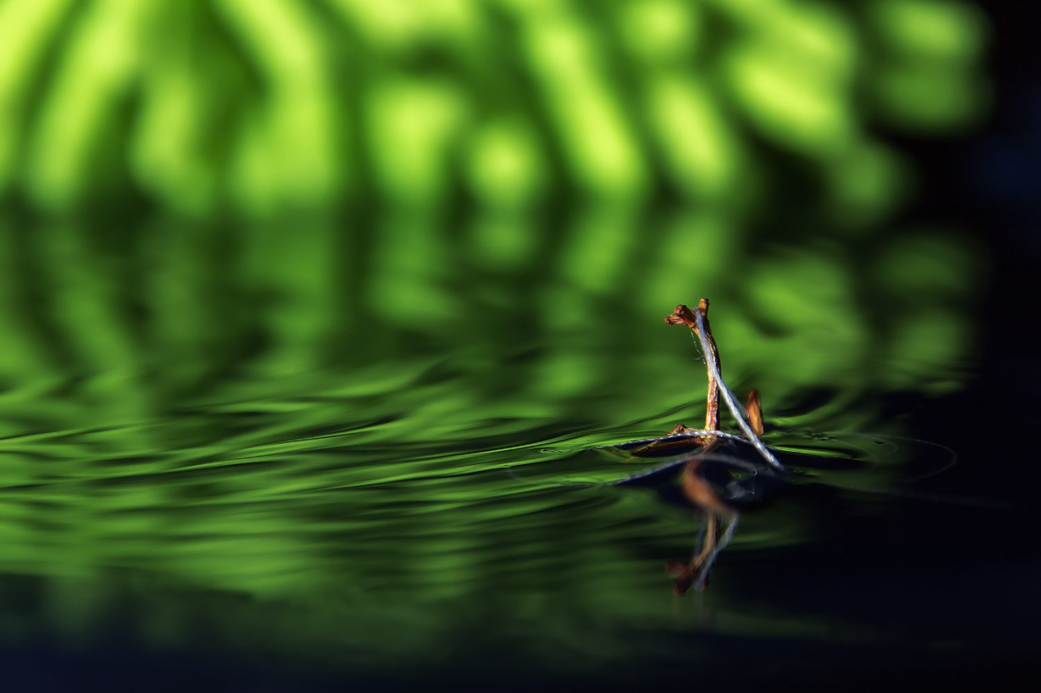 photo "***" tags: macro and close-up, эксперименты
