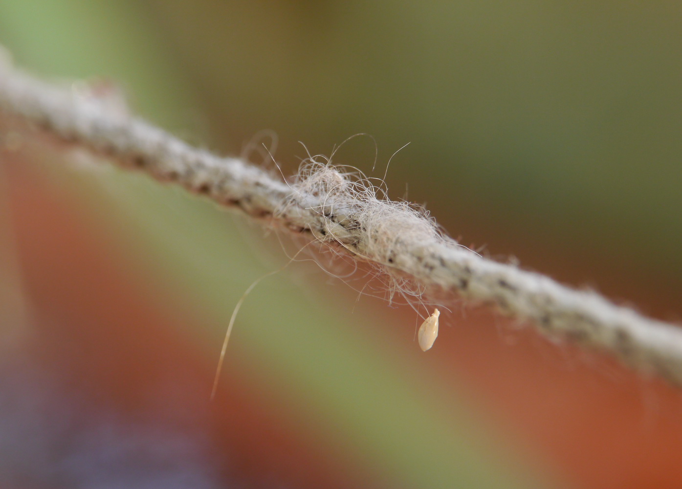 photo "***" tags: macro and close-up, 