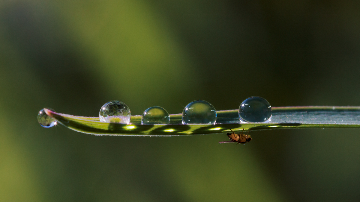 photo "***" tags: macro and close-up, 