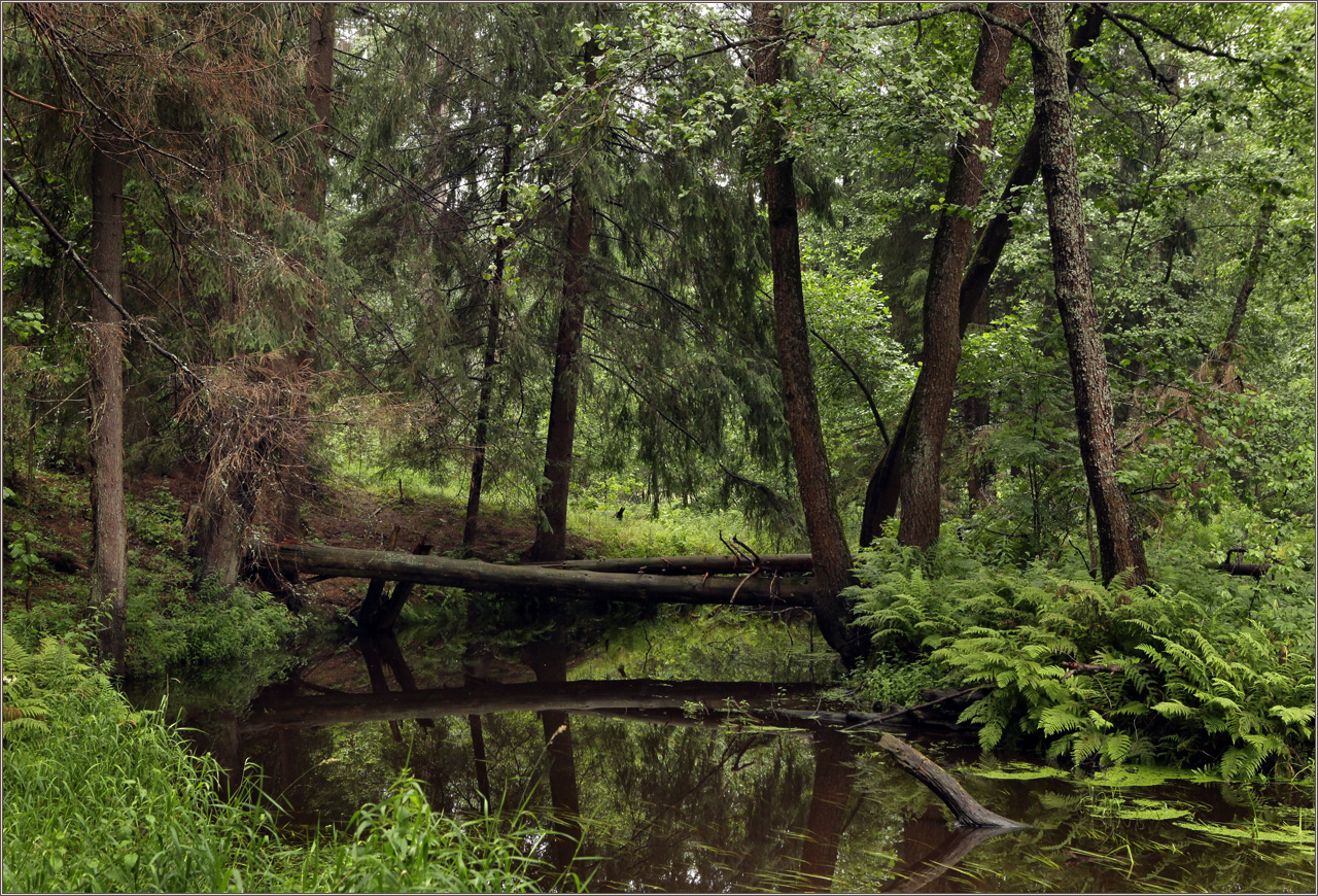 photo "quiet pool" tags: landscape, nature, forest, summer, Нерская
