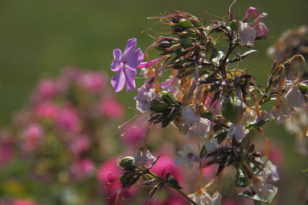 photo "***" tags: nature, flowers, summer, Подмосковье