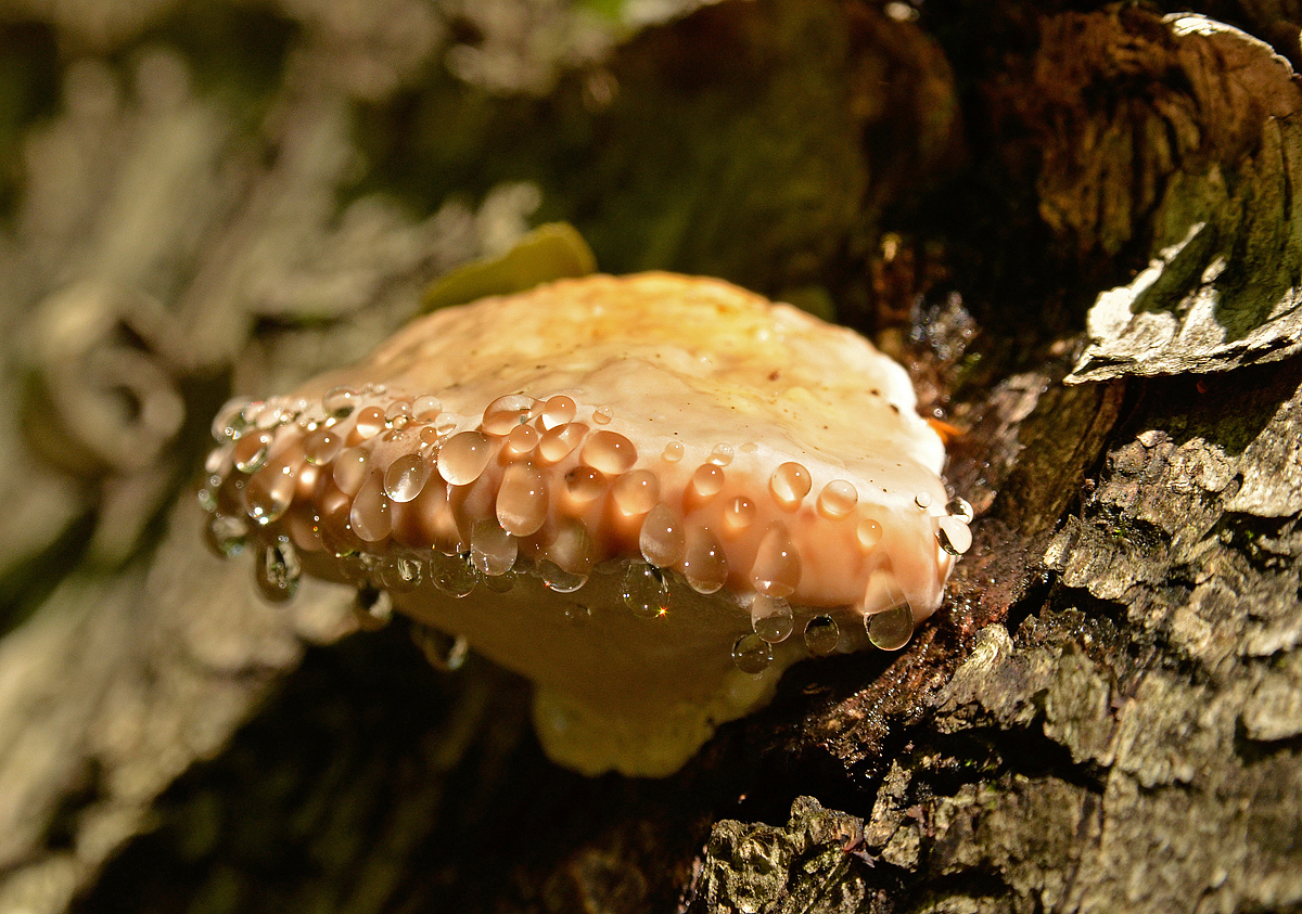 photo "***" tags: misc., forest, гриб, трутовик