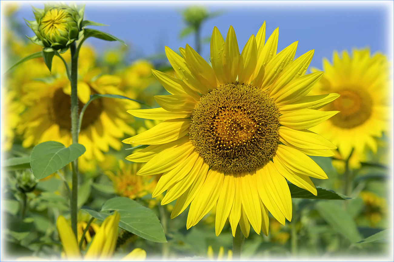 фото "Солнышки" метки: природа, лето, подсолнухи, цветы