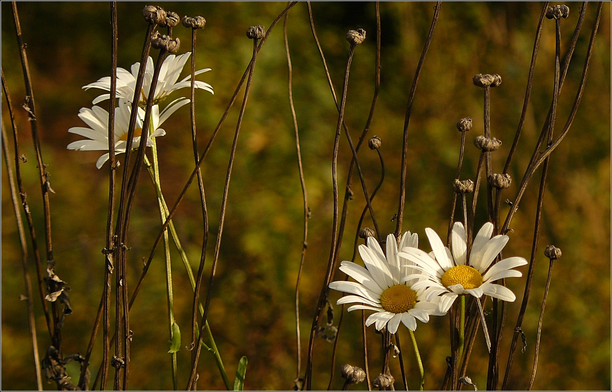 photo "***" tags: nature, autumn, september, ромашки, сухие стебли