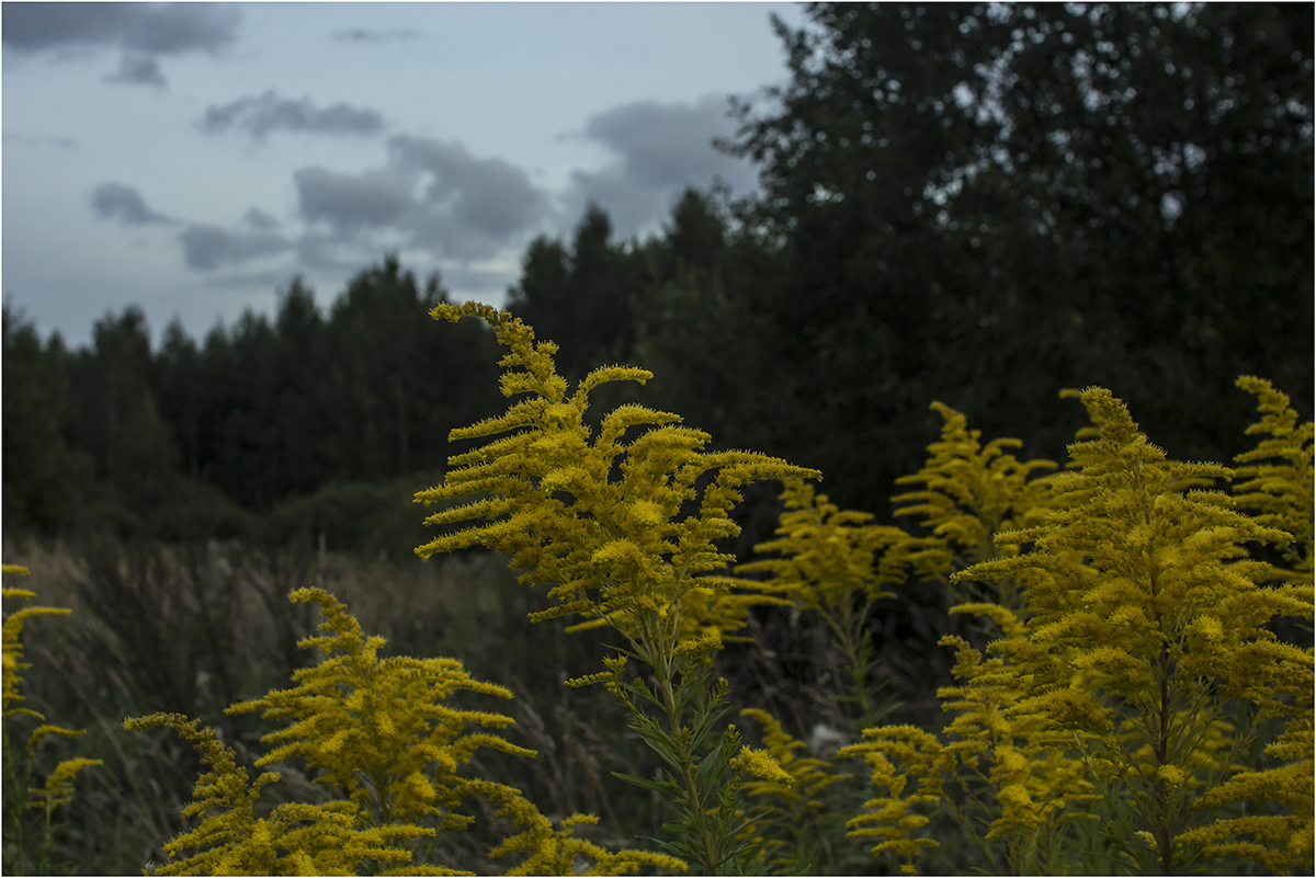 photo "Summer ends ..." tags: landscape, nature, summer, август, сумерки