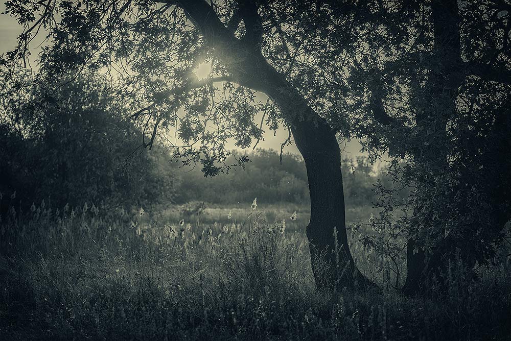 фото "Летний вечер" метки: пейзаж, черно-белые, 