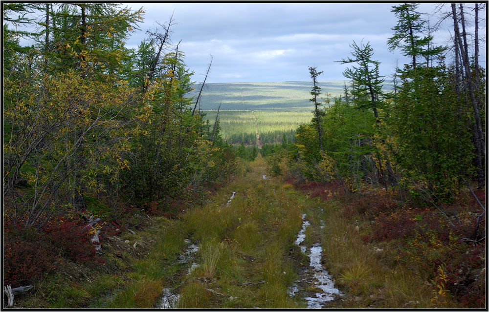 photo "***" tags: landscape, taiga, профиль