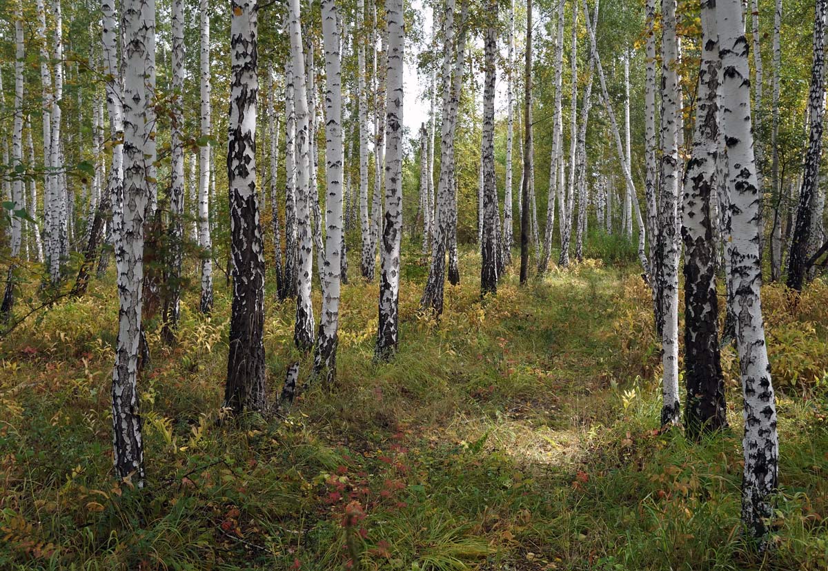 photo "The end of summer in the Urals" tags: landscape, конец лета, урал