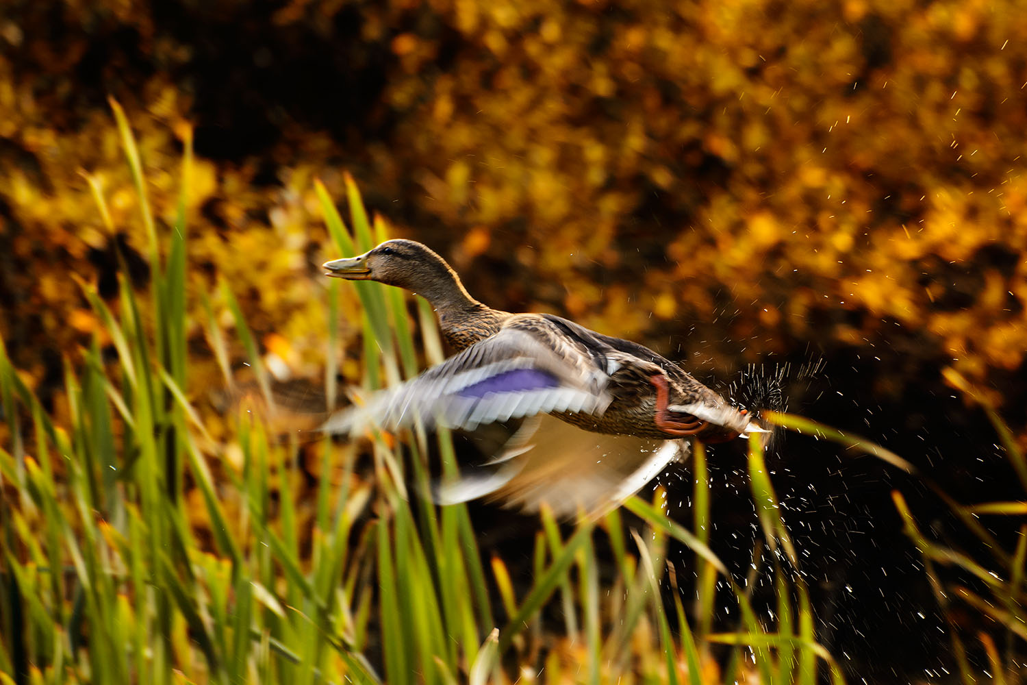 photo "***" tags: nature, утка