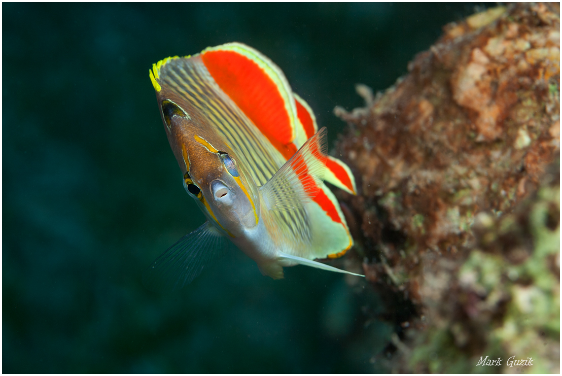 photo "Madame Butterfly" tags: underwater, 