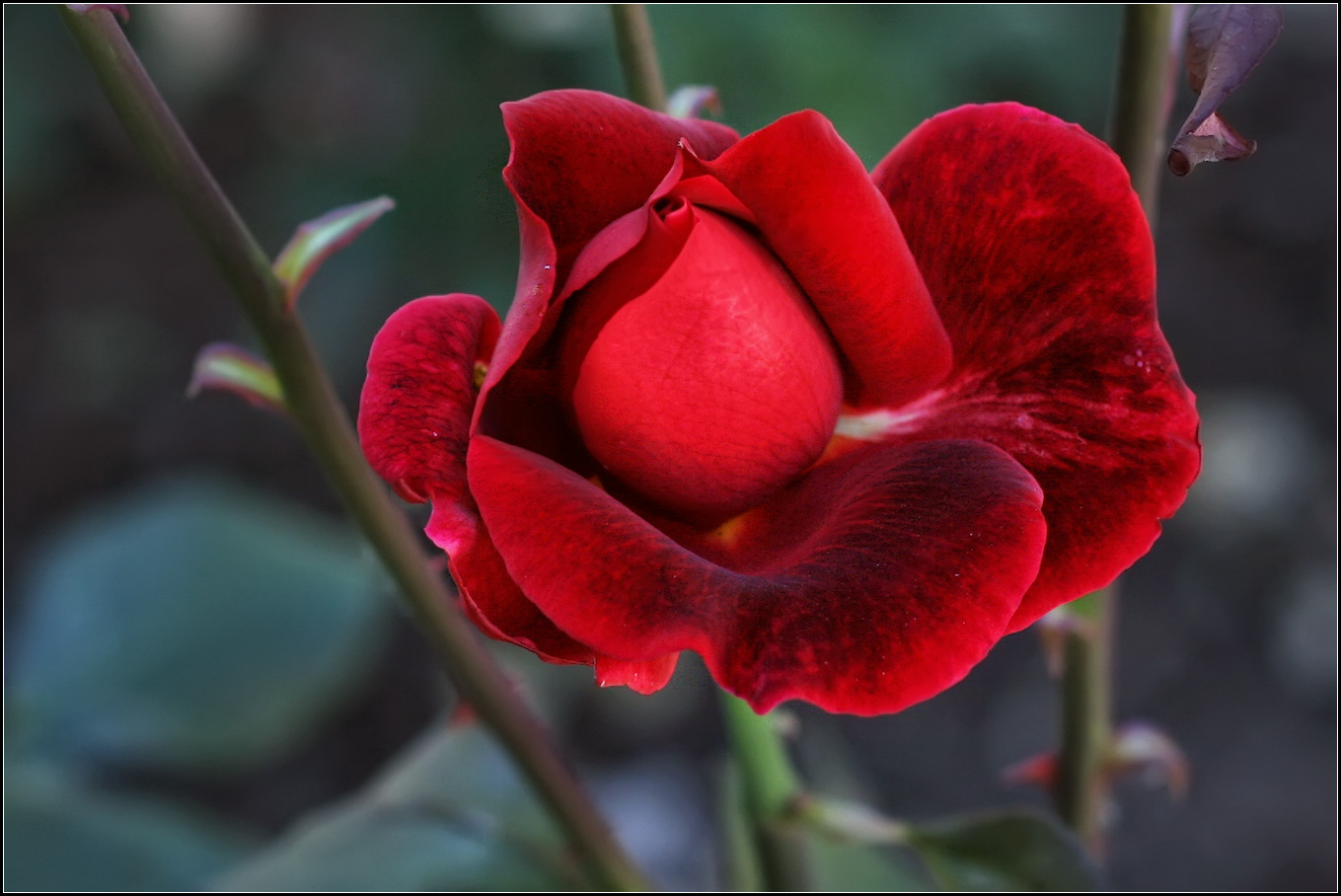 photo "rose" tags: nature, macro and close-up, 