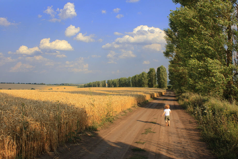 photo "Wheat field" tags: landscape, genre, 