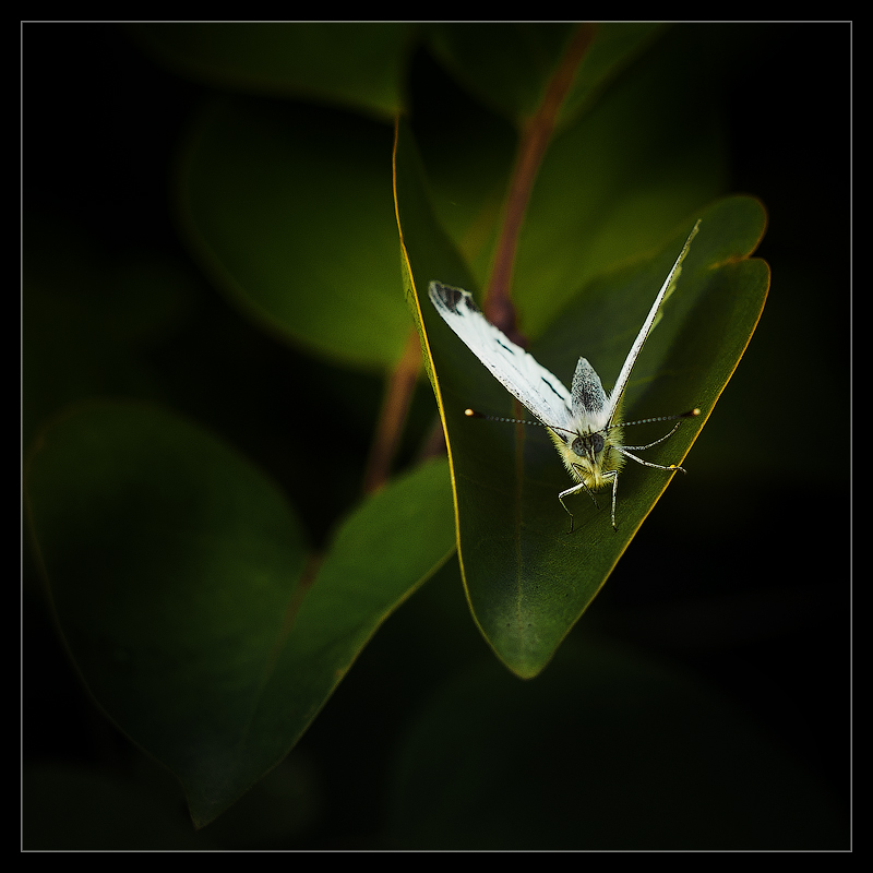 photo "***" tags: nature, macro and close-up, autumn, butterfly, evening, insect, light