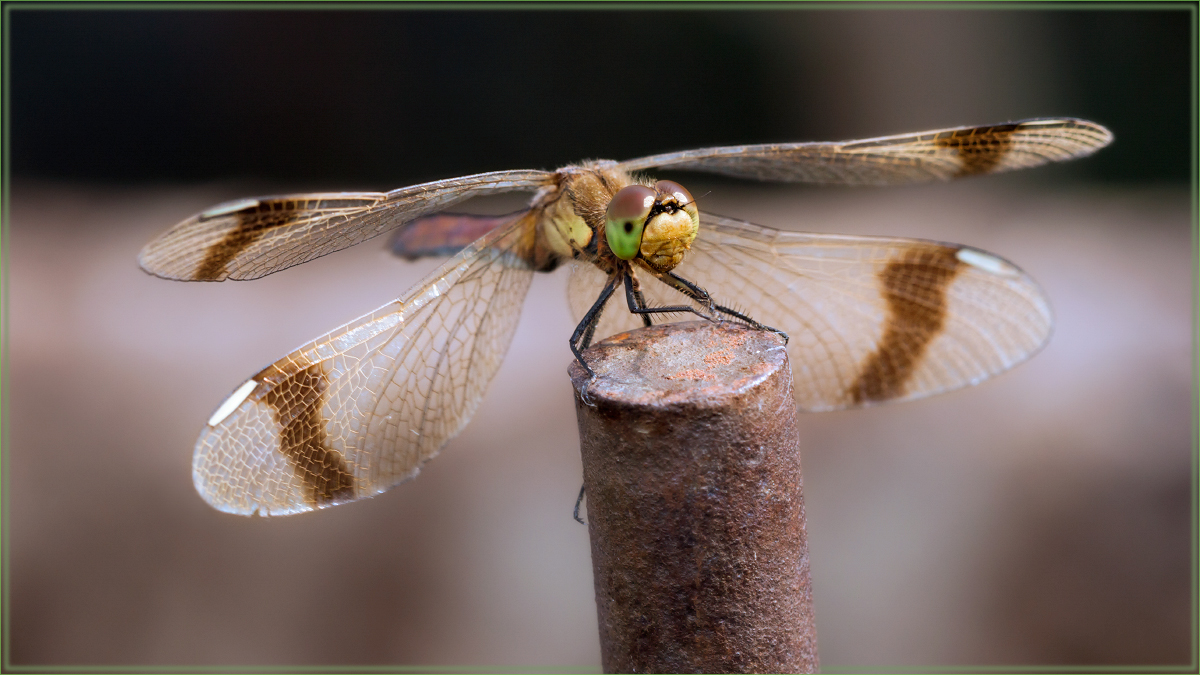 photo "***" tags: macro and close-up, 