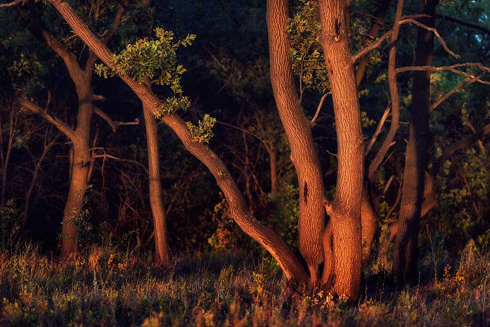 фото "Вечерний лес" метки: пейзаж, природа, 