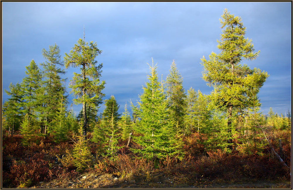 photo "***" tags: landscape, taiga