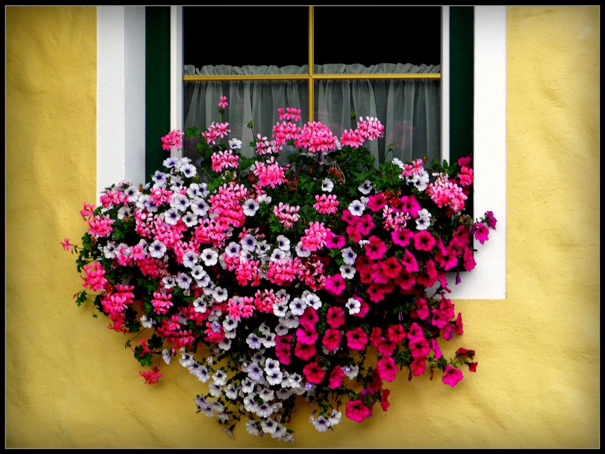 photo "Poetry flowers in window..." tags: genre, 