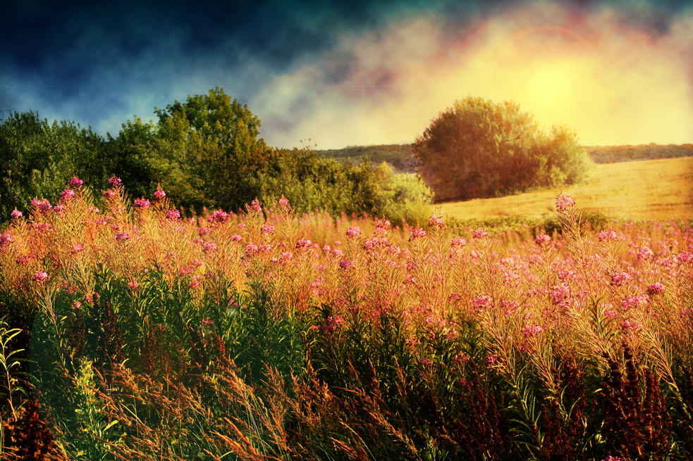 photo "Blooming Sally" tags: landscape, nature, 