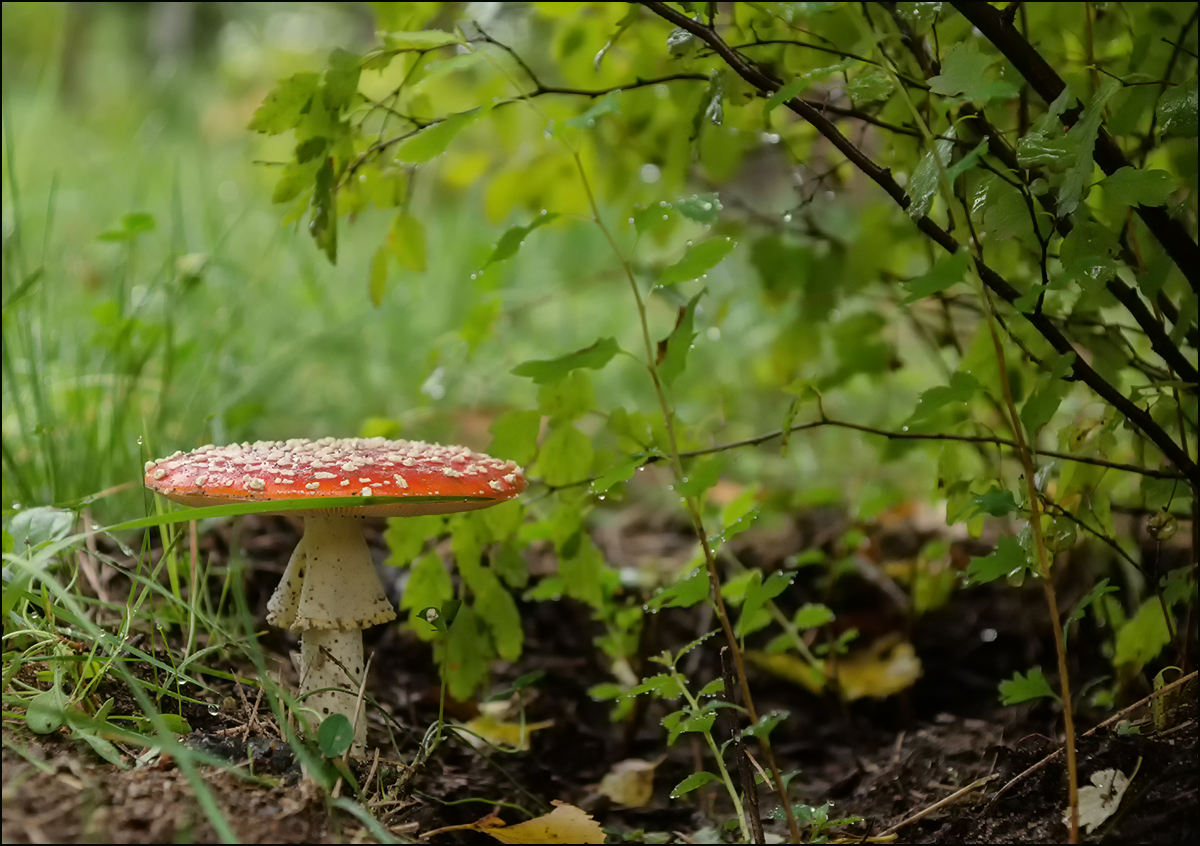 photo "* * *" tags: nature, autumn, rain, мухомор