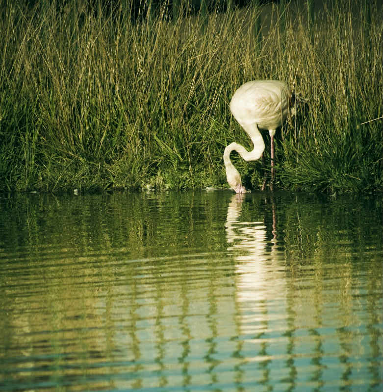 photo "***" tags: nature, misc., summer, water, wild animals