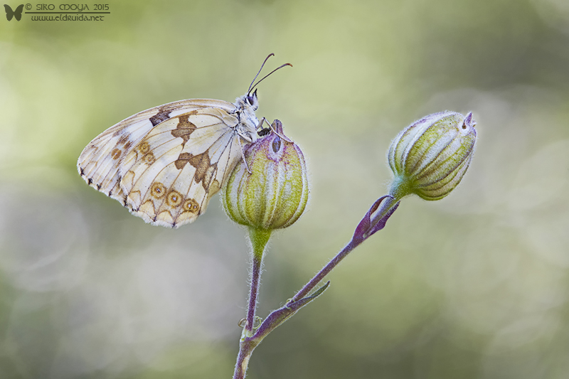 photo "Melanargia lachesis (Iberian marbled white) - focus stacking" tags: nature, macro and close-up, Iberian marbled white, Melanargia lachesis, focus stacking
