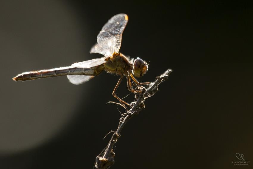 photo "***" tags: macro and close-up, 