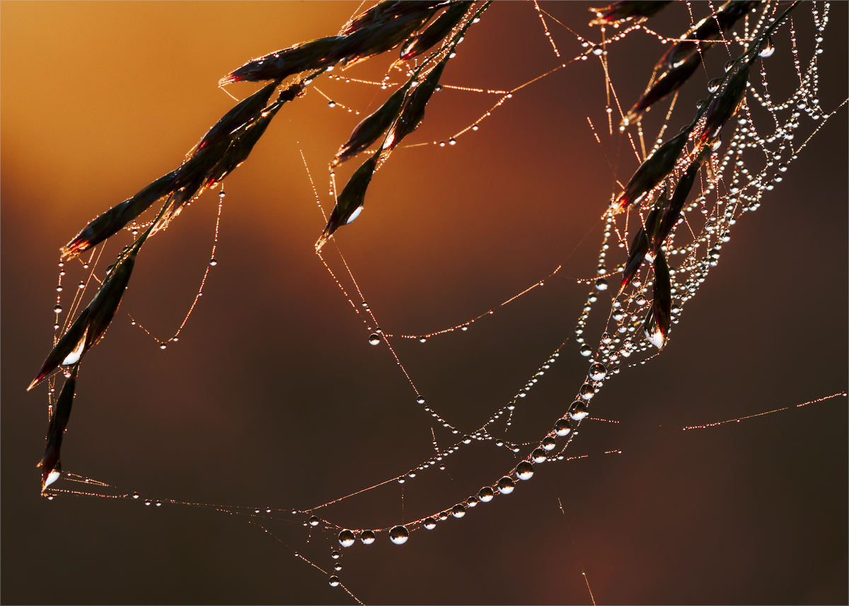 photo "***" tags: macro and close-up, morning, sunrise, water, паутина, роса