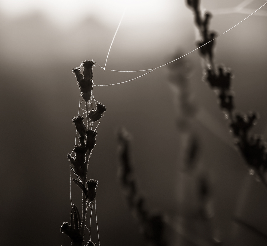 photo "Сontact" tags: macro and close-up, summer, sunrise, паутинки