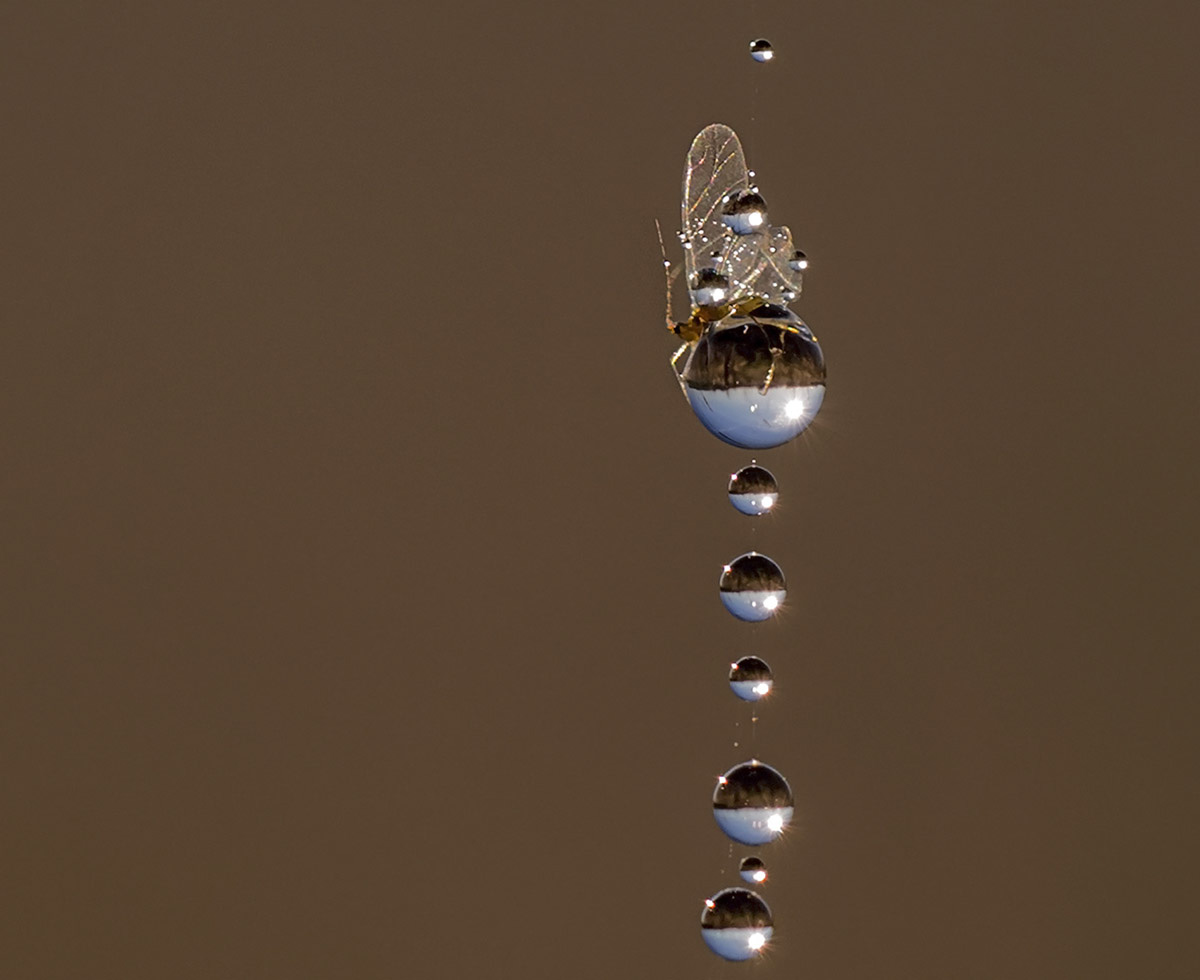 photo "***" tags: macro and close-up, nature, insect, sunrise, макро, паутина, роса, росинки