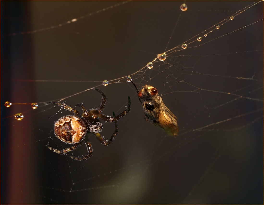 photo "The executioner and his victim" tags: macro and close-up, spider, макро, муха