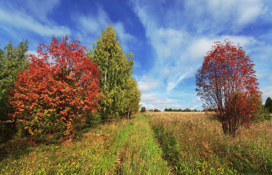 photo "***" tags: landscape, nature, autumn, clouds, field, grass, sky, деревья. лес, краски